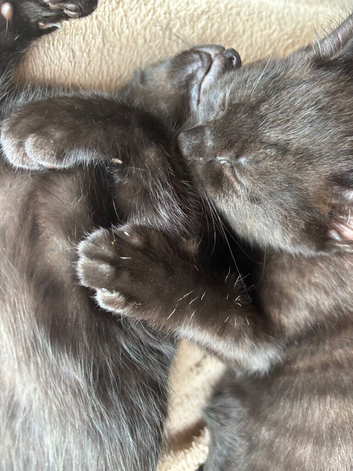2 female kittens