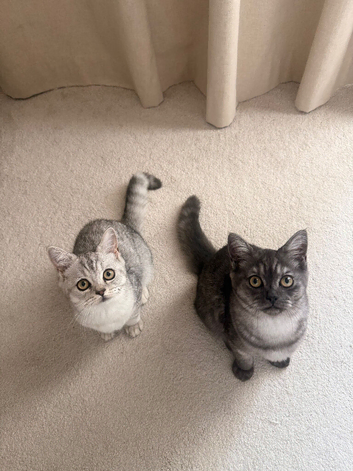 Rare pure British shorthair ready to leave
