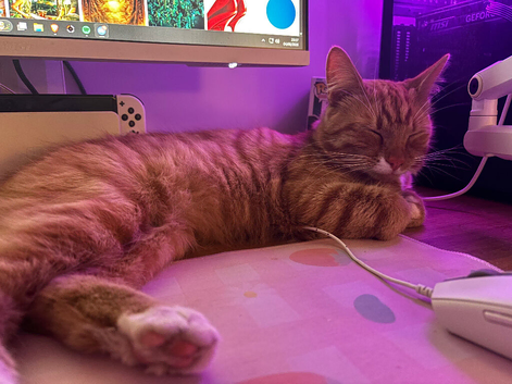 Neutered male ginger kitten