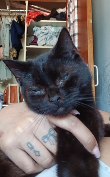 Kittens for sale