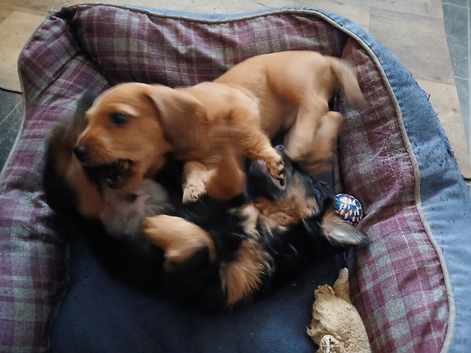 2 boys left out of three looking for new  loving homes