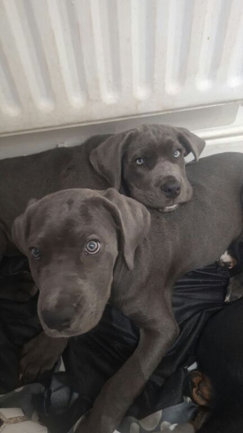 3m old female cane corso