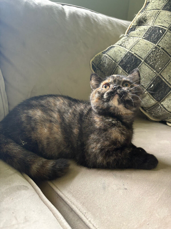 Black tortie tica reg ready now