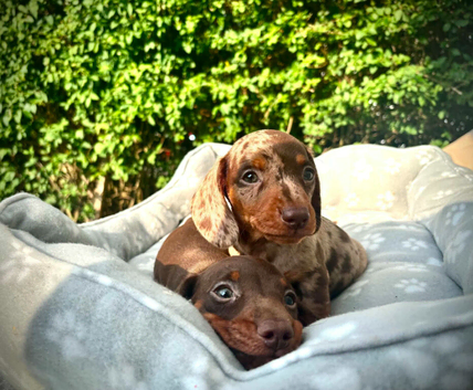 ️Miniature Dachshund Puppies