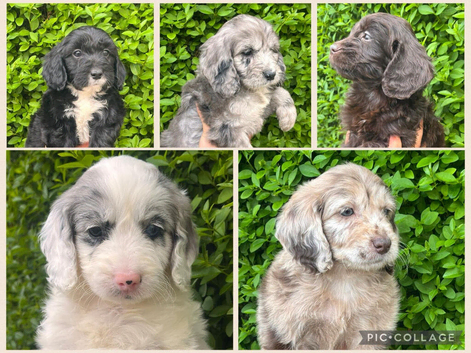 *OUTSTANDING F1 COCKAPOOS *
