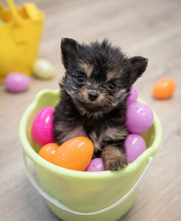 Little boy