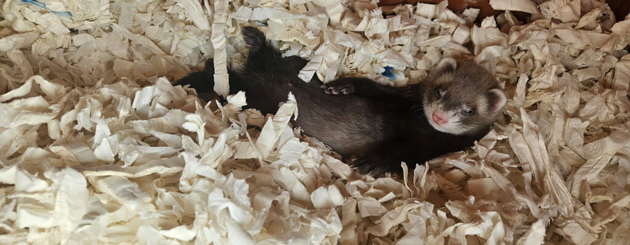 Ferrets