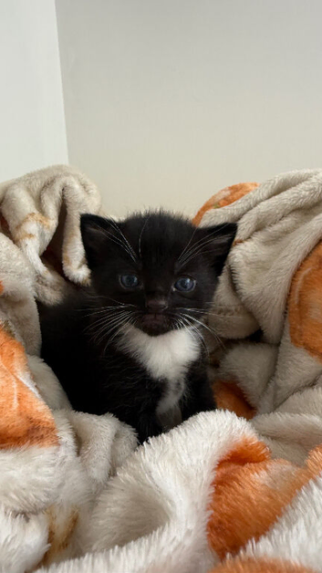 2 male kittens