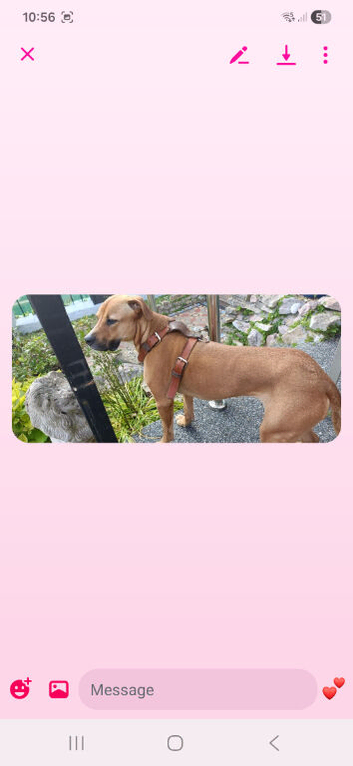 5 year old female