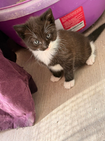 Last kitten
