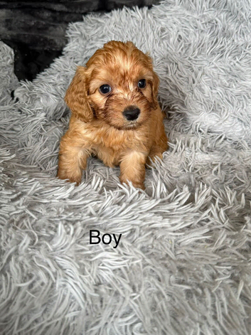 Beautiful Cockapoo puppies looking for there forever family home