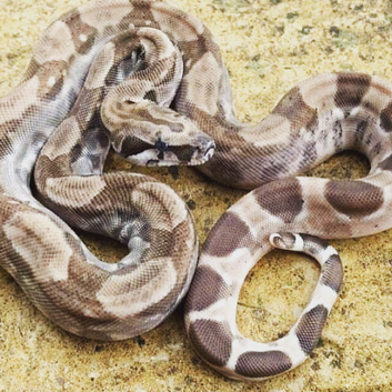 Male RDR bea Ghost het sharp