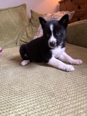 Collie/Husky