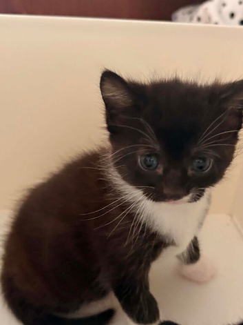 Tuxedo Kitten