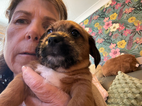 Beautiful small crossbreed pups