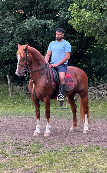 15.1 8YO gelding