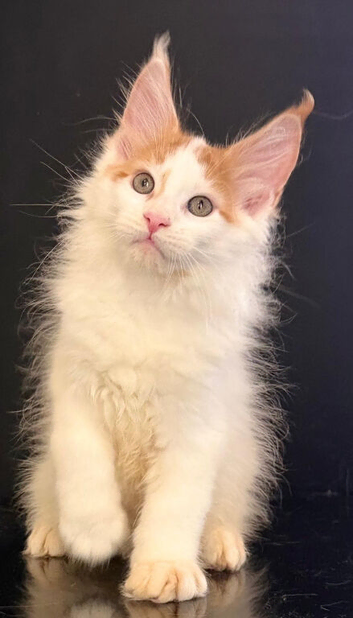 Tica registered maine coon kittens