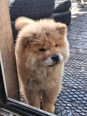 Chow chow