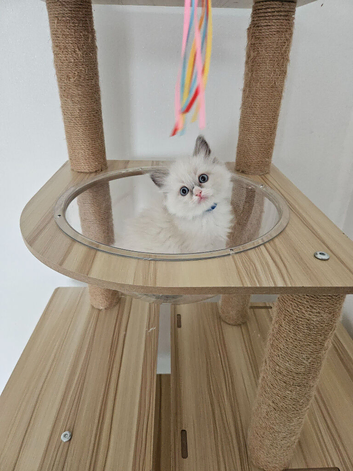 3 Championship Ragdoll (Cherubim)beautiful kittens with Genetic Test Certyficate HCM and PKD.
