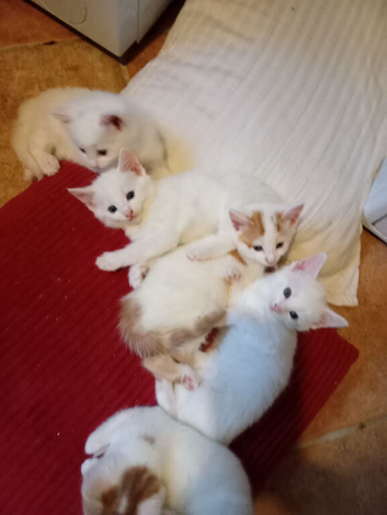 Kittens for sale