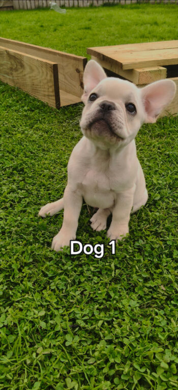 French bulldog puppies, KC registered for sale