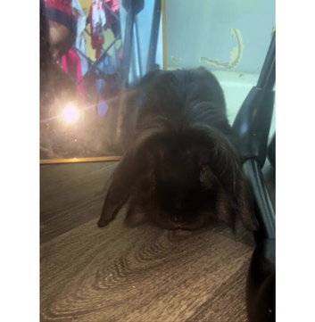 Male lion head rabbit