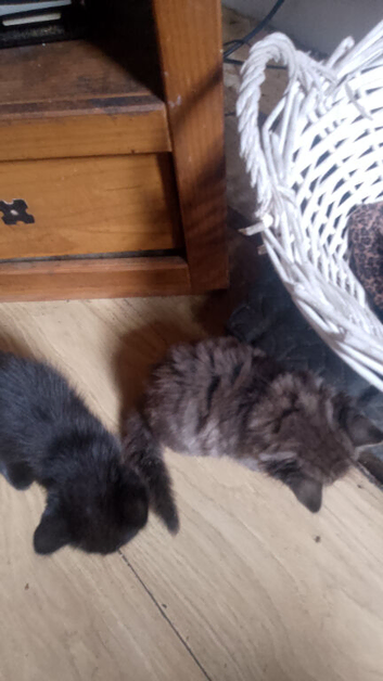 Cutey kittens