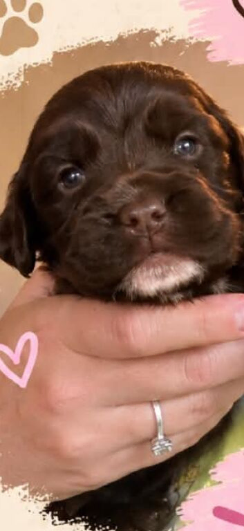 6 Sprocker spaniel pups