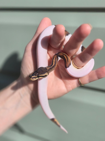 Gorgeous baby python for sale!