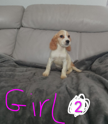 Cocker spaniel puppies for sale