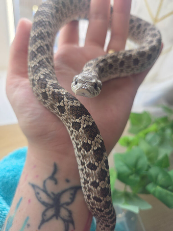 Axanthic Male Western Hognose &ndash; CB23 &ndash; &pound;120 ONO