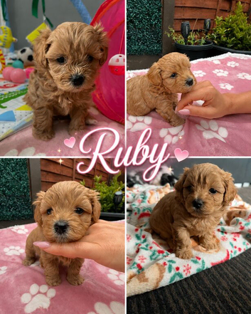 MALTIPOO XS &ndash; ADORABLE PUPPIES LOOKING FOR LOVING HOMES!