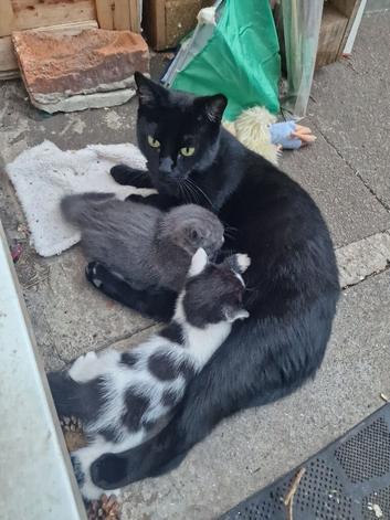 Two Beautiful kittens