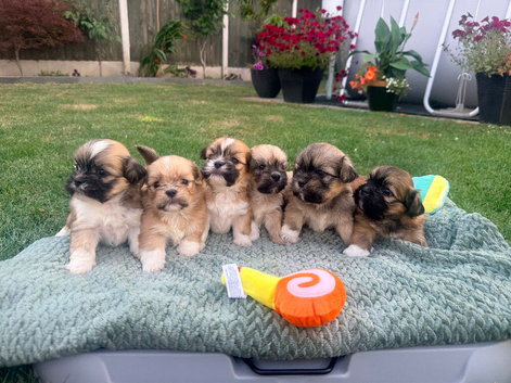 Lhasa Apso puppies