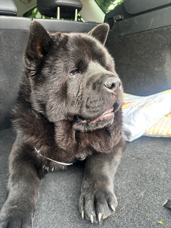 8 Months old   old smooth coat MALE