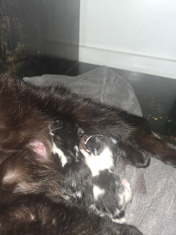 5 kittens