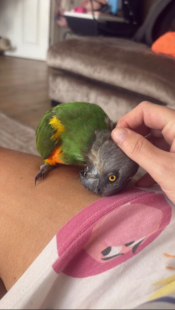Senegal Parrot