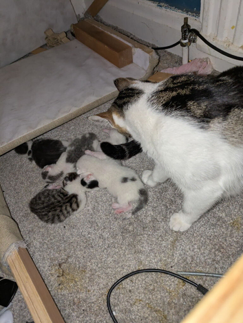 4 kittens looking for forever homes
