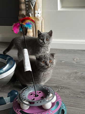 Beautiful Scottish Fold & Straight Kittens, Tica Registered