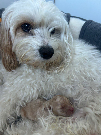 Cavapoo boy