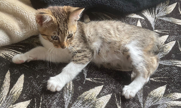 Lovely blue Russian female kitten
