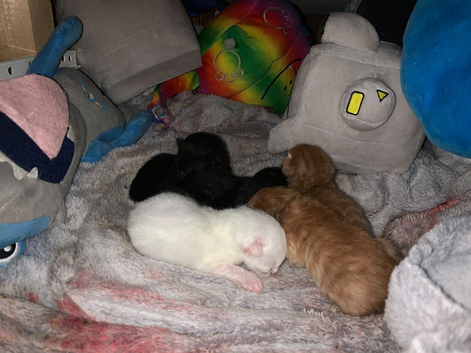 Kittens for sale