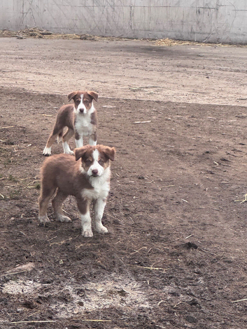 Border collie pups for sale males only