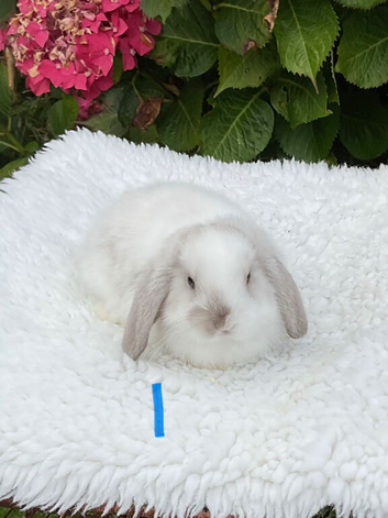 Pure bred mini lops