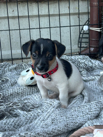 4 jack Russell puppies