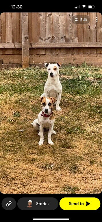 Jack Russell