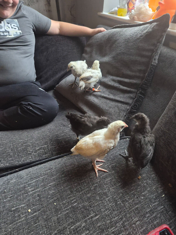 5 7 week old chicks for sale