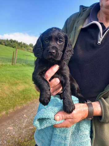 Cocker Spaniel Puppies