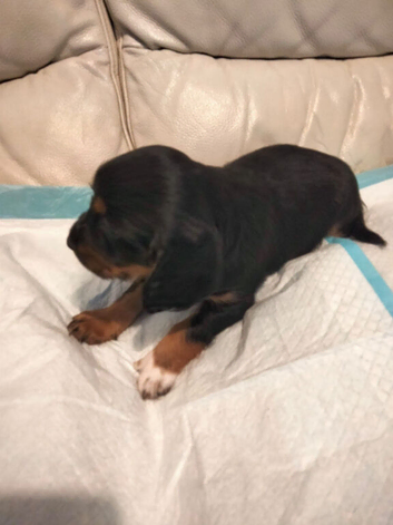 Sprocker pups for sale