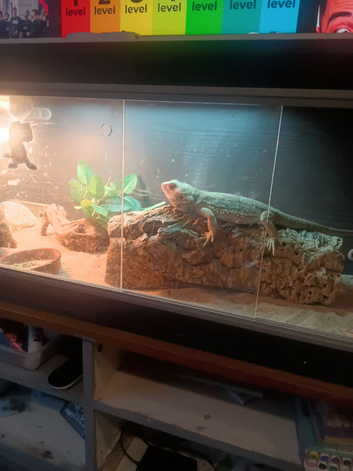 2 year old female 4 ft tank and all setup